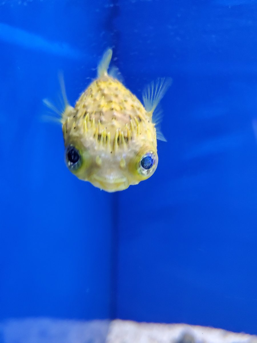 Tank size for a porcupine puffer? | REEF2REEF Saltwater and Reef Aquarium  Forum