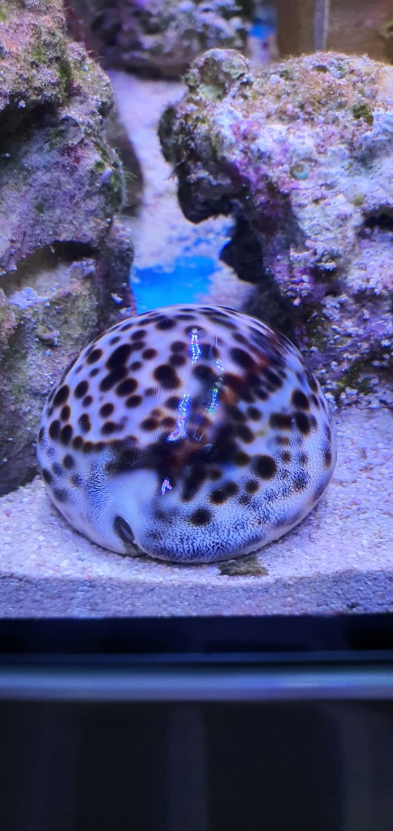 How to feed tiger cowrie snail? | REEF2REEF Saltwater and Reef Aquarium  Forum
