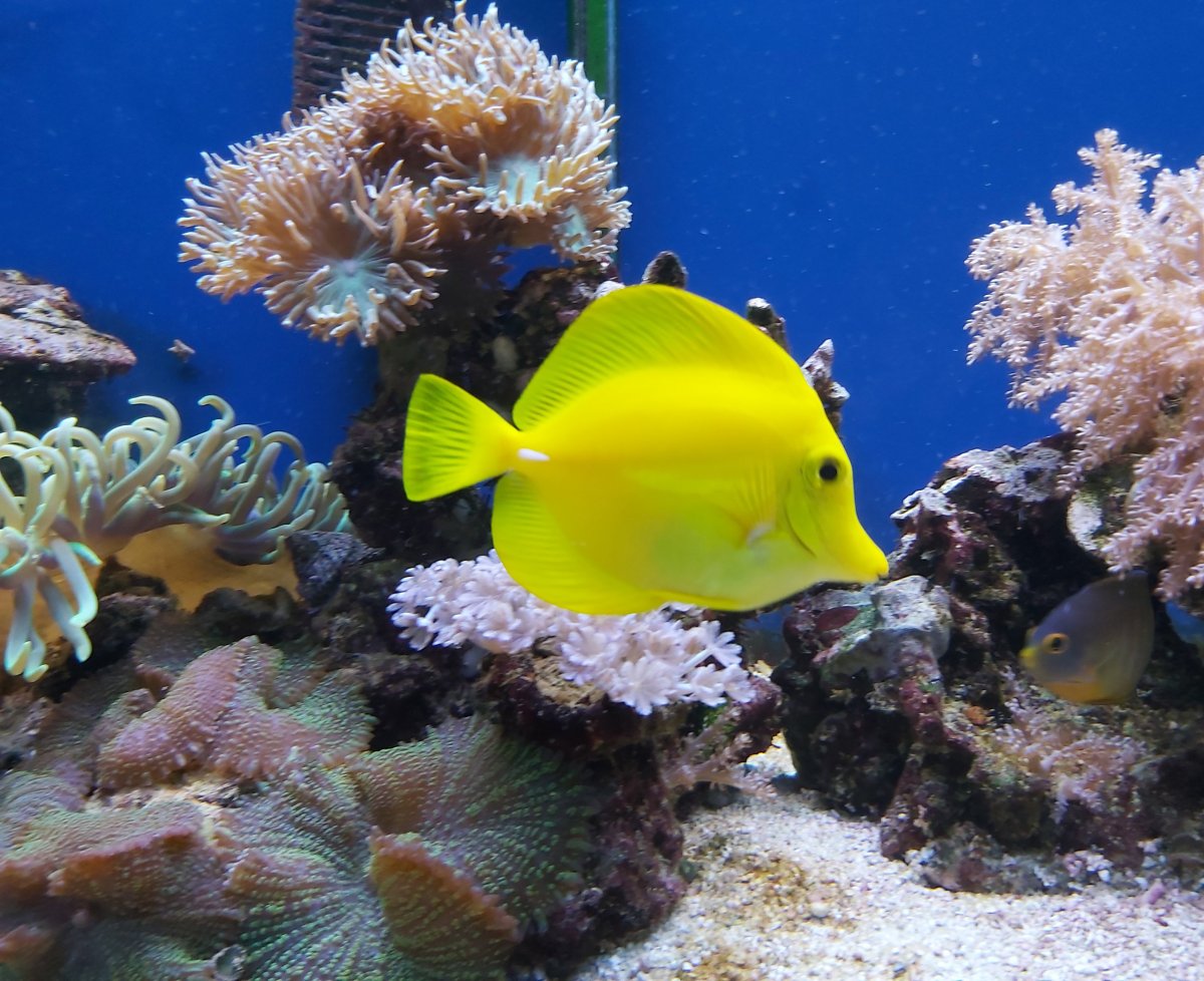 Where are my other peeps running the original Berlin or Jaubert  system....I'm curious how it's working for you.... | REEF2REEF Saltwater  and Reef Aquarium Forum