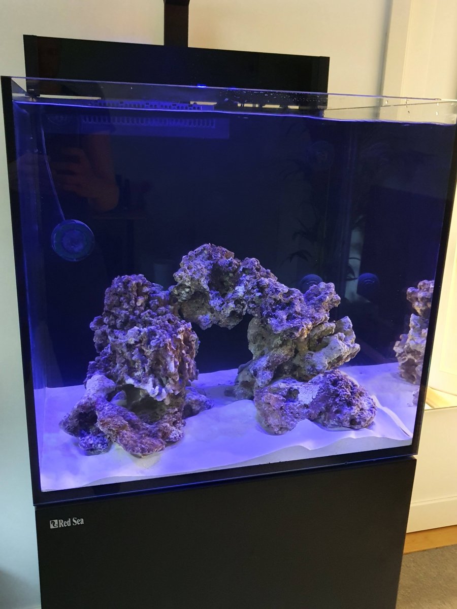 Build Thread - First Reef - Red Sea E-170 | REEF2REEF Saltwater and Reef  Aquarium Forum