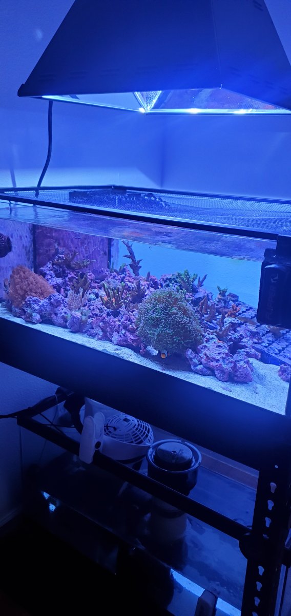 White Radion Pro Settings? | Reef2Reef