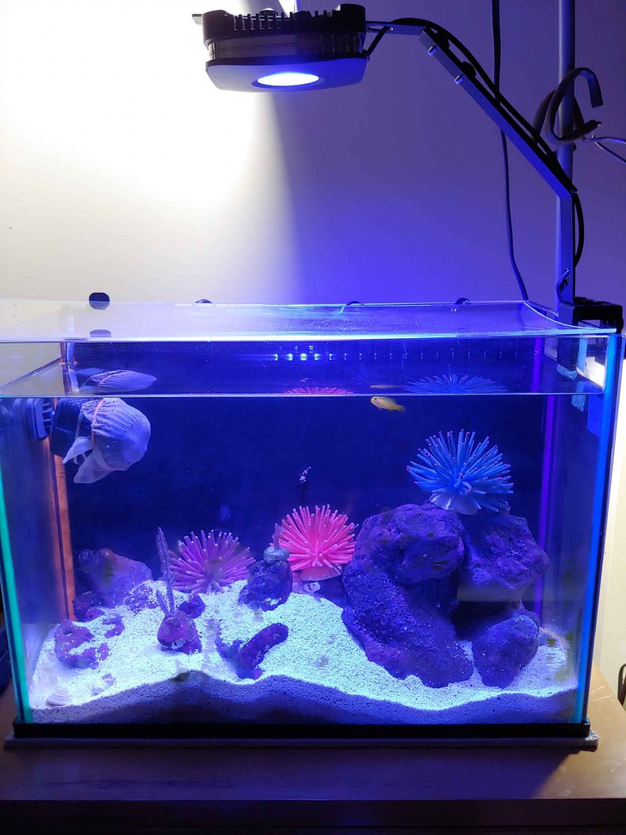 My Review of the Lominie Pixie 30 Reef Light | REEF2REEF Saltwater and Reef  Aquarium Forum