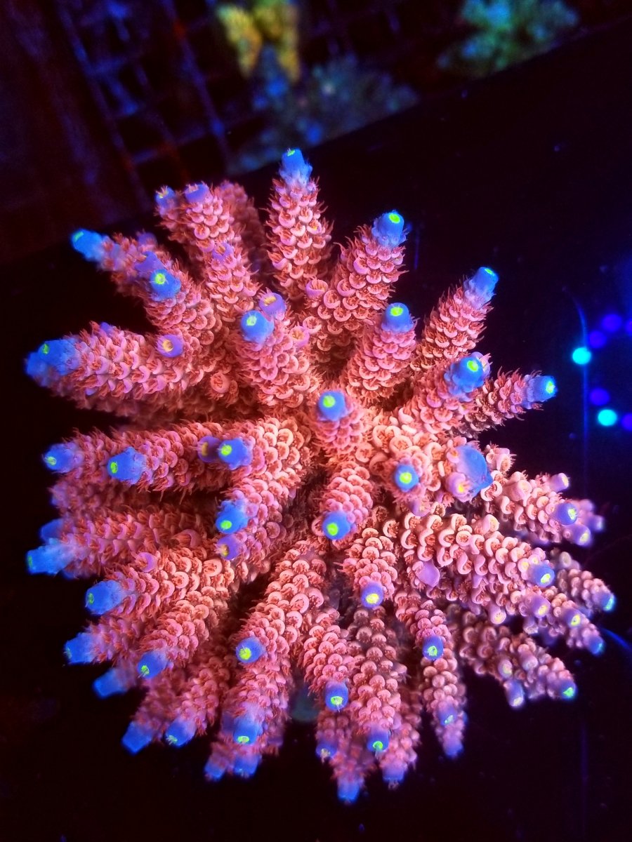SBB Corals Presents- Help us name this glowing Tenuis! Win a free  multibranch frag shipped! Going on now!!!*** | REEF2REEF Saltwater and Reef  Aquarium Forum