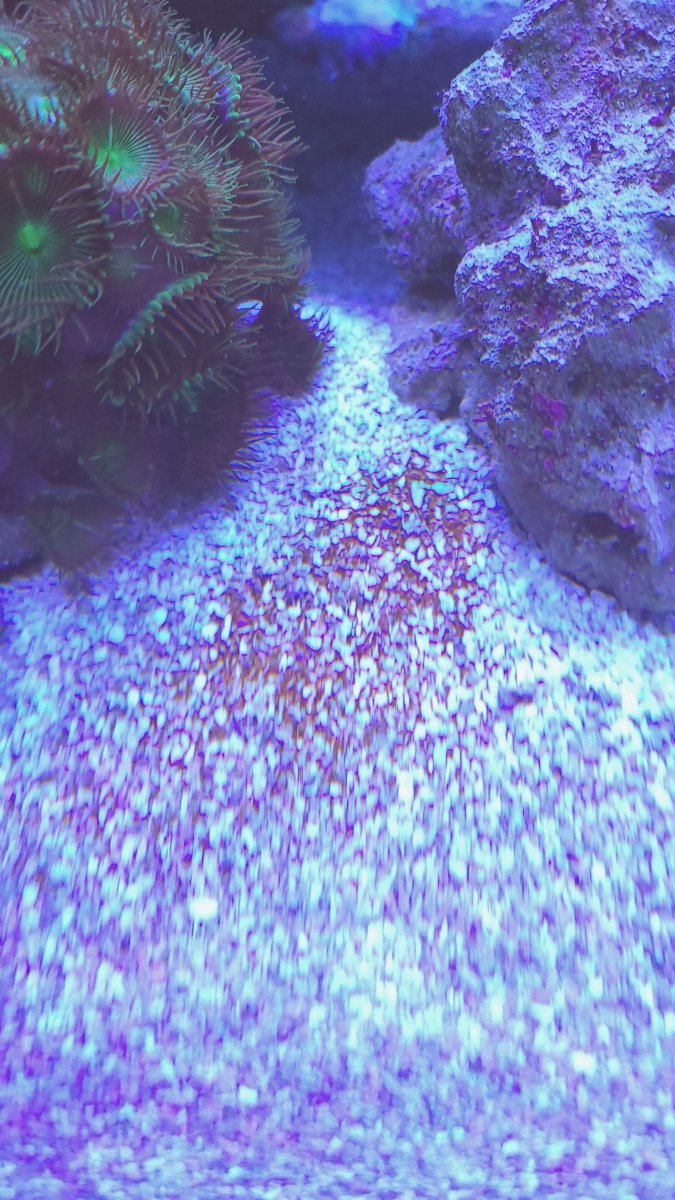 Possible Cyano Caused by AcroPower? | REEF2REEF Saltwater and Reef Aquarium  Forum