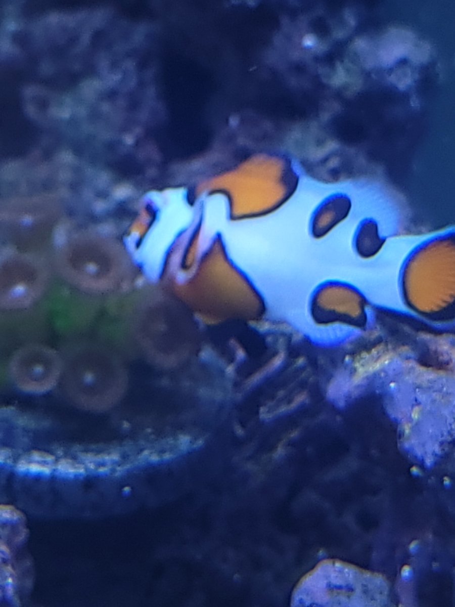 Bulging eye on clownfish | REEF2REEF Saltwater and Reef Aquarium Forum