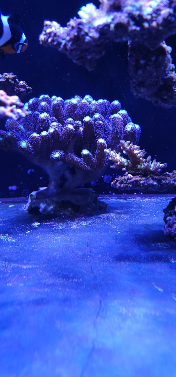 North Carolina - Live Goods - Acropora Frags (BC A Fire Engine, UC  Strawberry Shortcake), Purple Stylo - Pickup only Raleigh area | REEF2REEF  Saltwater and Reef Aquarium Forum