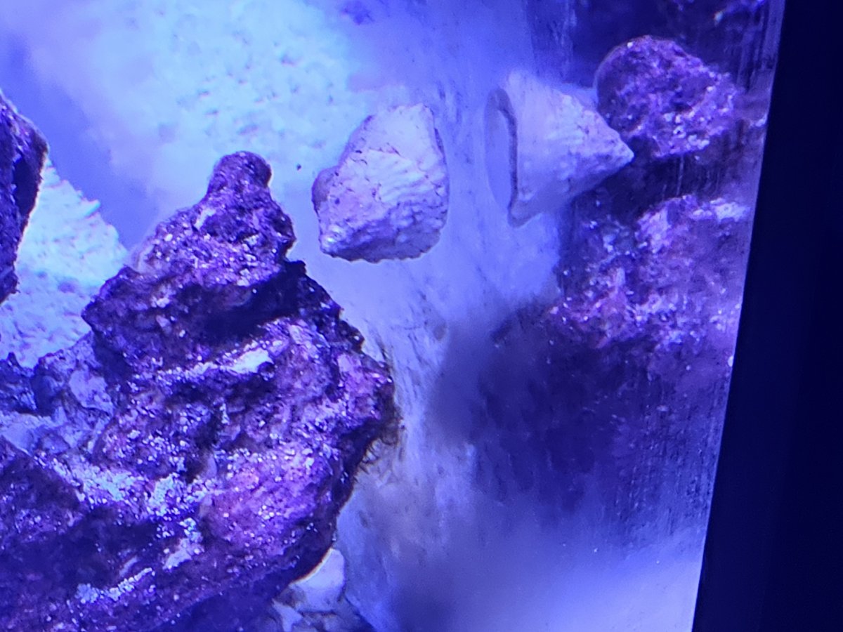 Cyanobacteria? | Reef2Reef