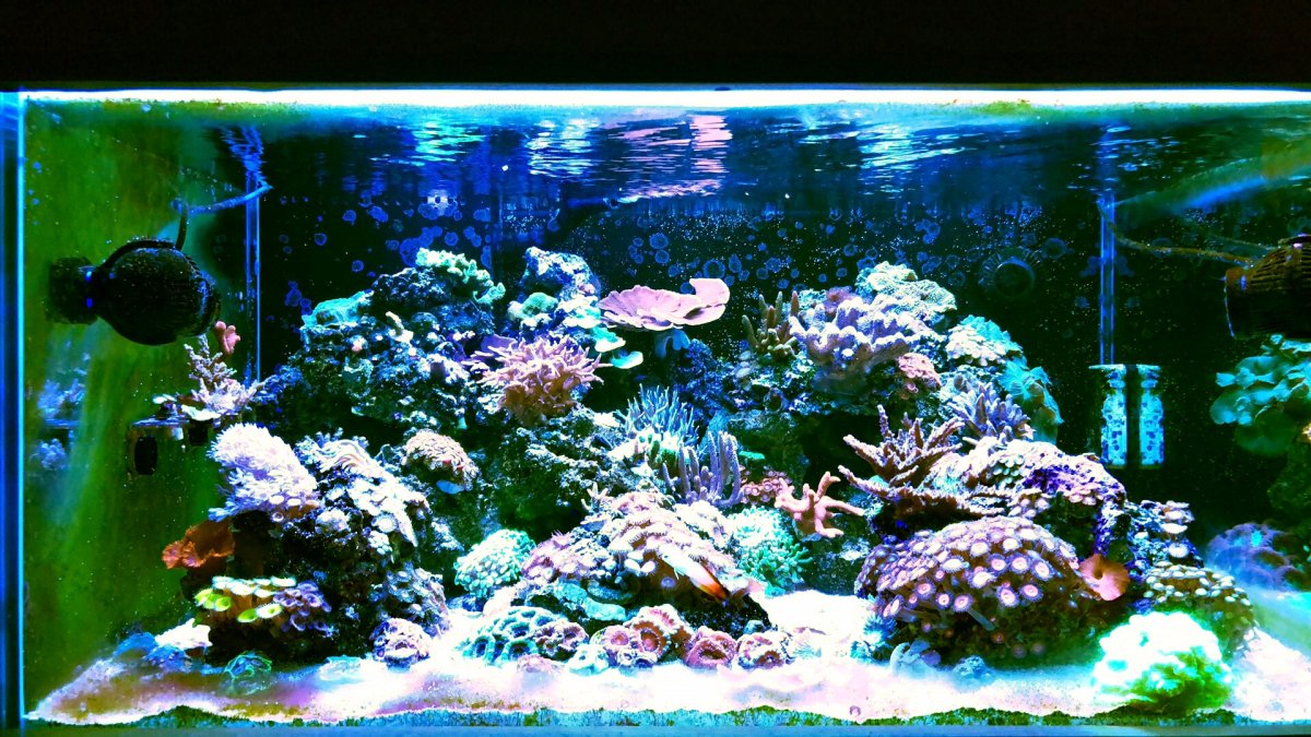 DsunY popbloom led 9 months (short review) | Page 2 | REEF2REEF Saltwater  and Reef Aquarium Forum