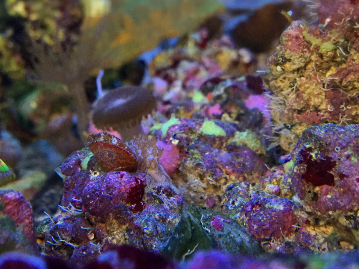 Are Pineapple Sponges A Problem For Saltwater Aquariums? – Reefco Aquariums