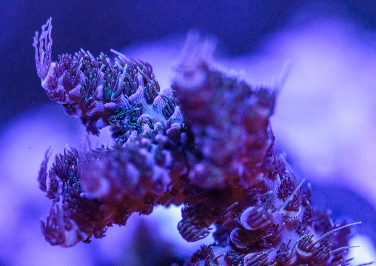 240318_Corals-1.jpg