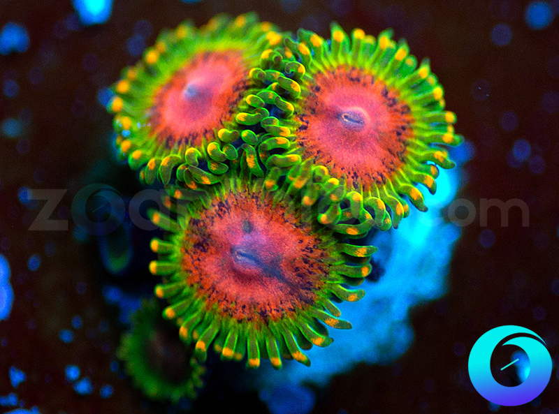 261-Awesome-Blossoms-zoa-A42.jpg