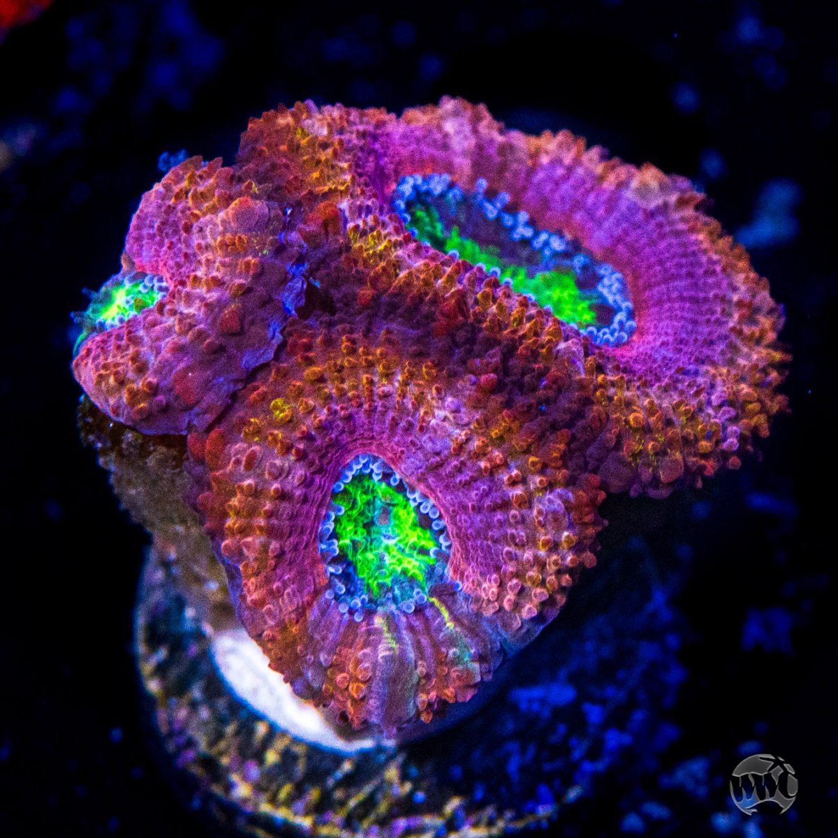 First sale of the year! The WWC Blizzard Flash Sale! 1100 corals up to ...
