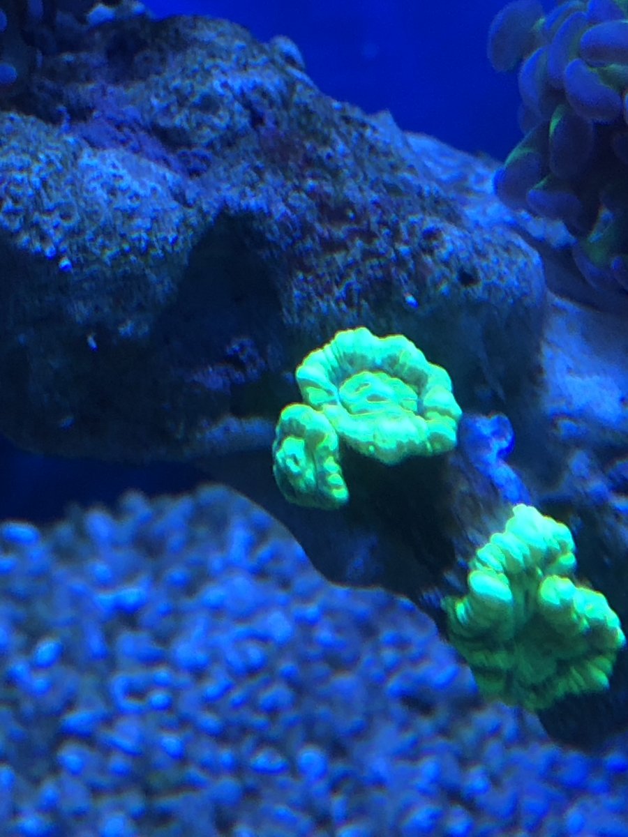 Candy cane shrinking and splitting | Reef2Reef