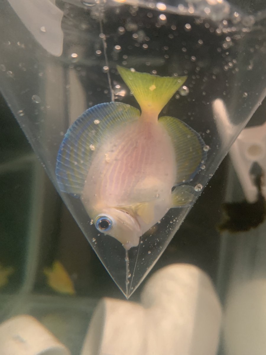 atlantic blue tang