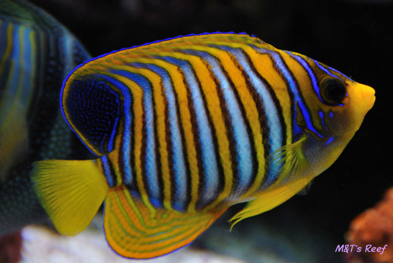 A Reef2Reef Spotlight: Regal Angelfish | REEF2REEF Saltwater and Reef  Aquarium Forum