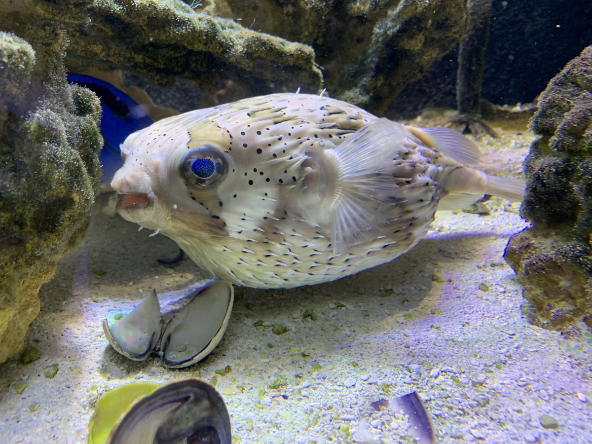 Porcupine Puffer with eggs | REEF2REEF Saltwater and Reef Aquarium Forum
