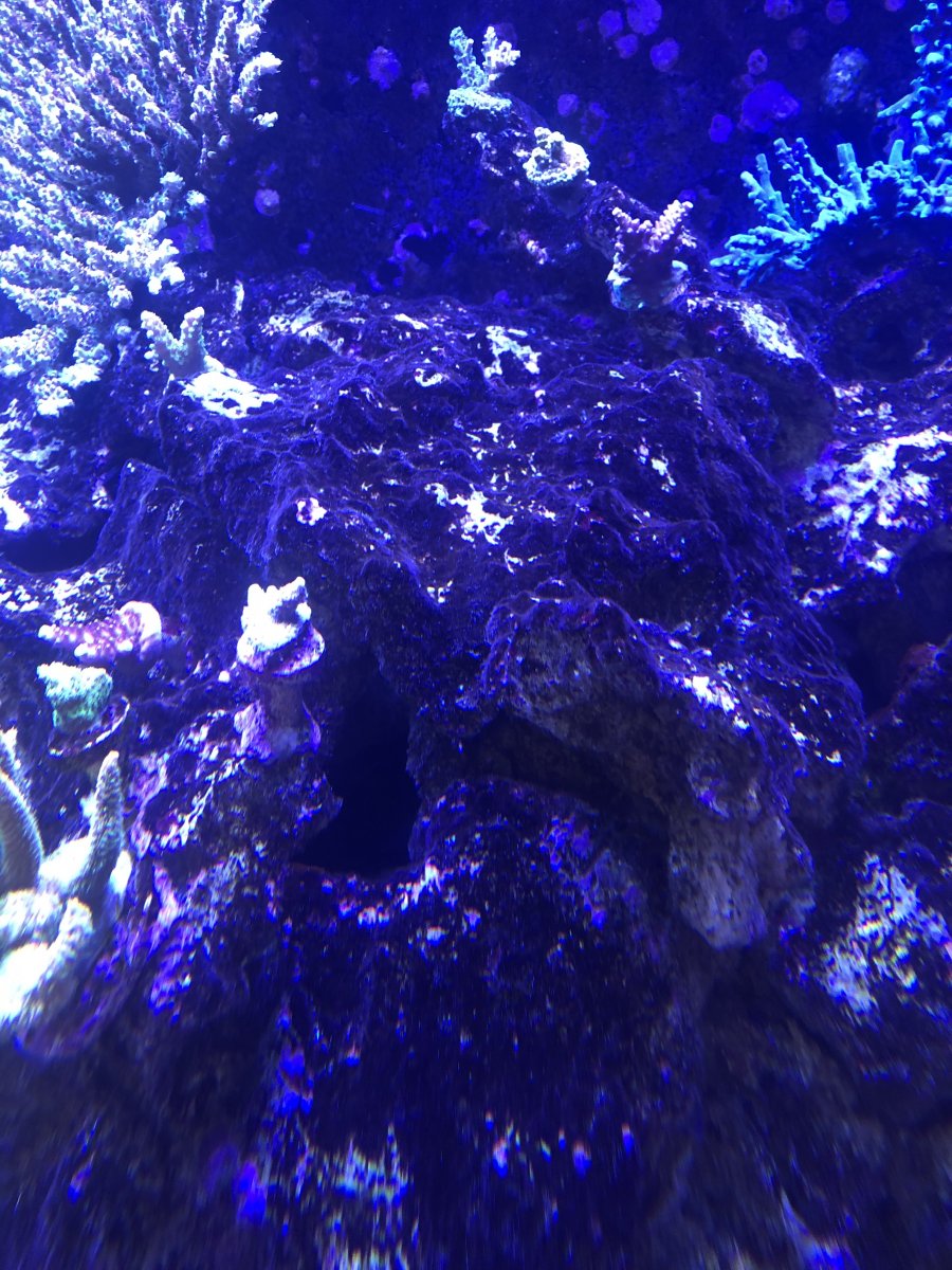 Brown slimy turf algae? | REEF2REEF Saltwater and Reef Aquarium Forum