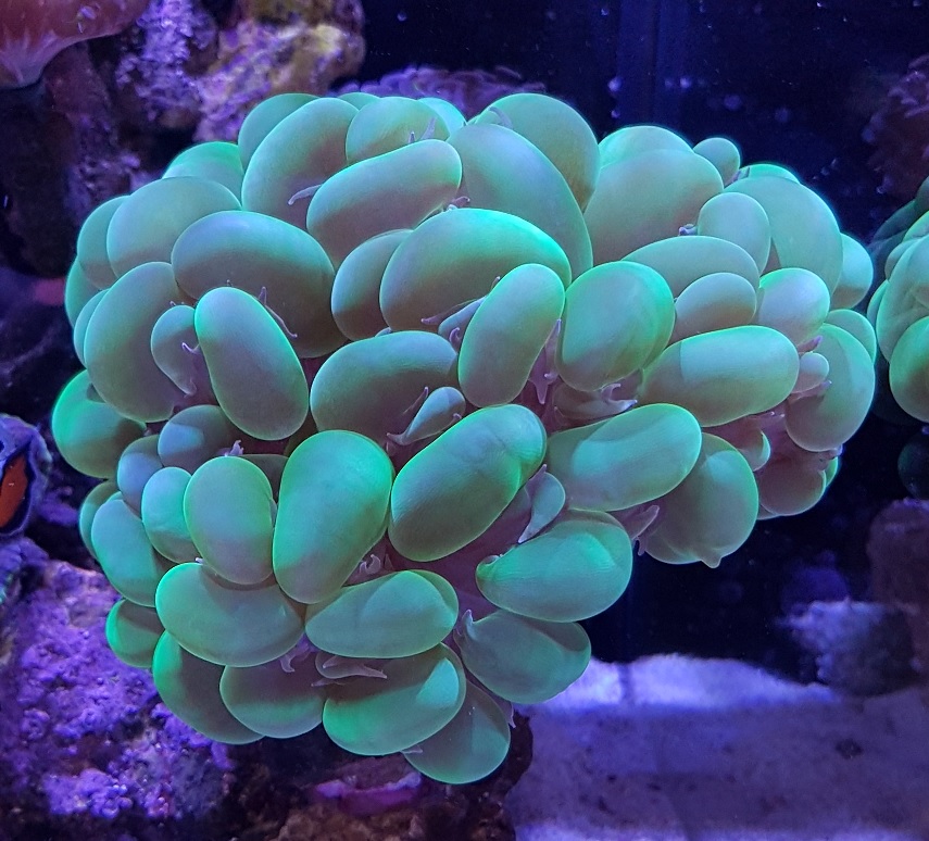 What's happening to my bubble coral? | REEF2REEF Saltwater and Reef  Aquarium Forum