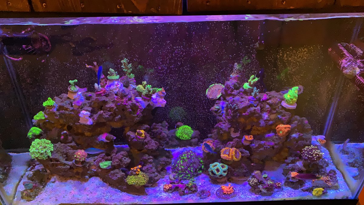 BRS TV Investigates the New Red Sea LED 90 lights? | REEF2REEF Saltwater  and Reef Aquarium Forum
