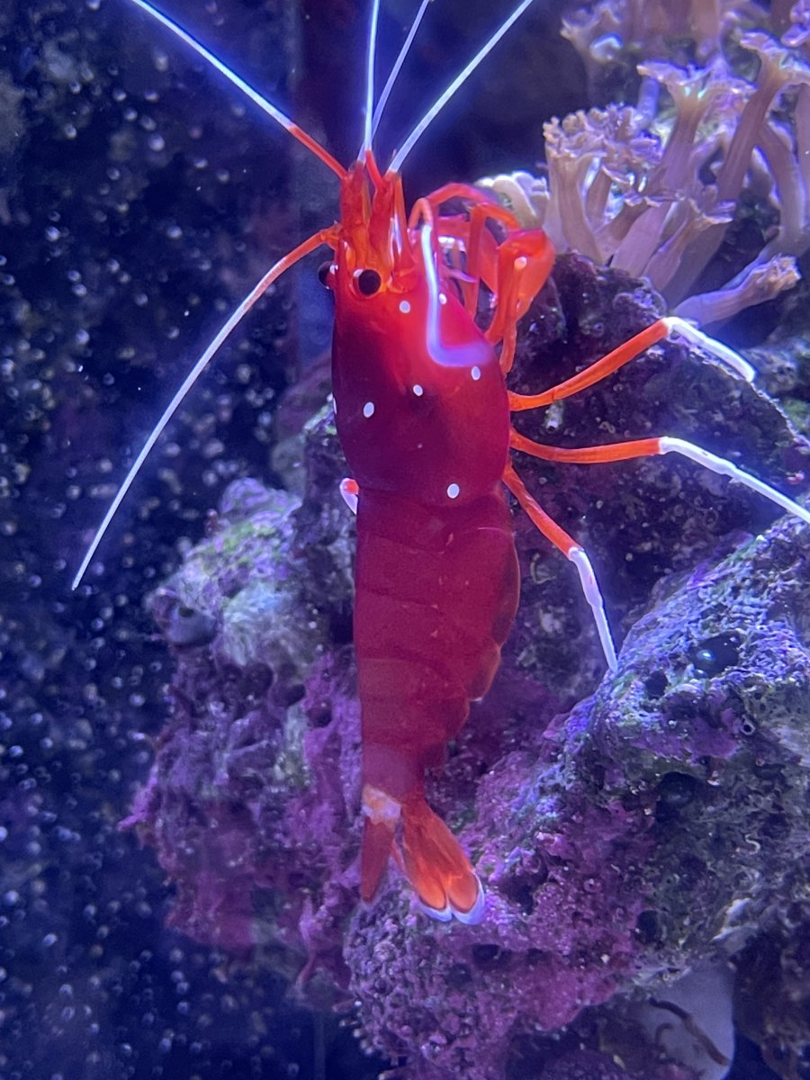 Help.. what’s going on with my fire shrimp? | Reef2Reef