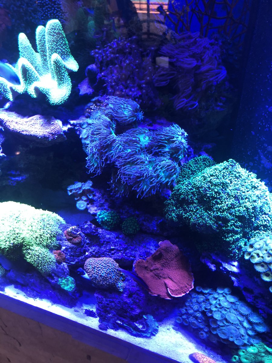QUESTION OF THE DAY - Spotlight: Can we spotlight your coral, your fish ...