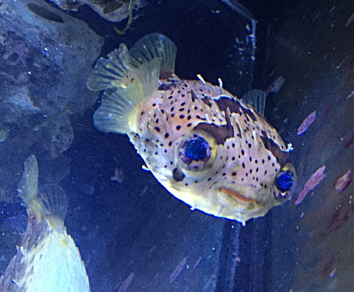 Is this ick on Porcupine Puffer? | REEF2REEF Saltwater and Reef Aquarium  Forum