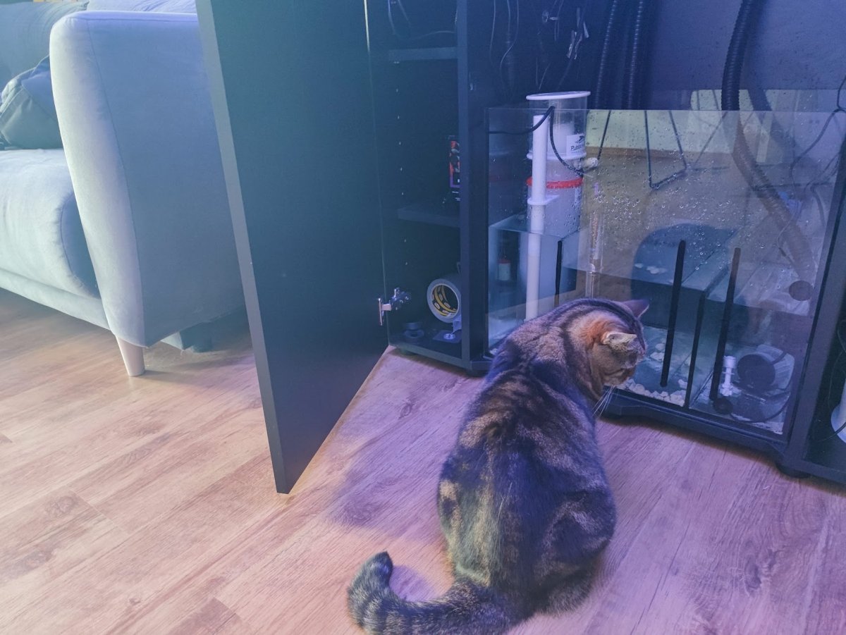 cat inspecting the sump