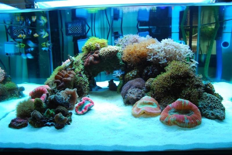 Peninsula Aquascape, need your help, pictures and ideas! | REEF2REEF  Saltwater and Reef Aquarium Forum