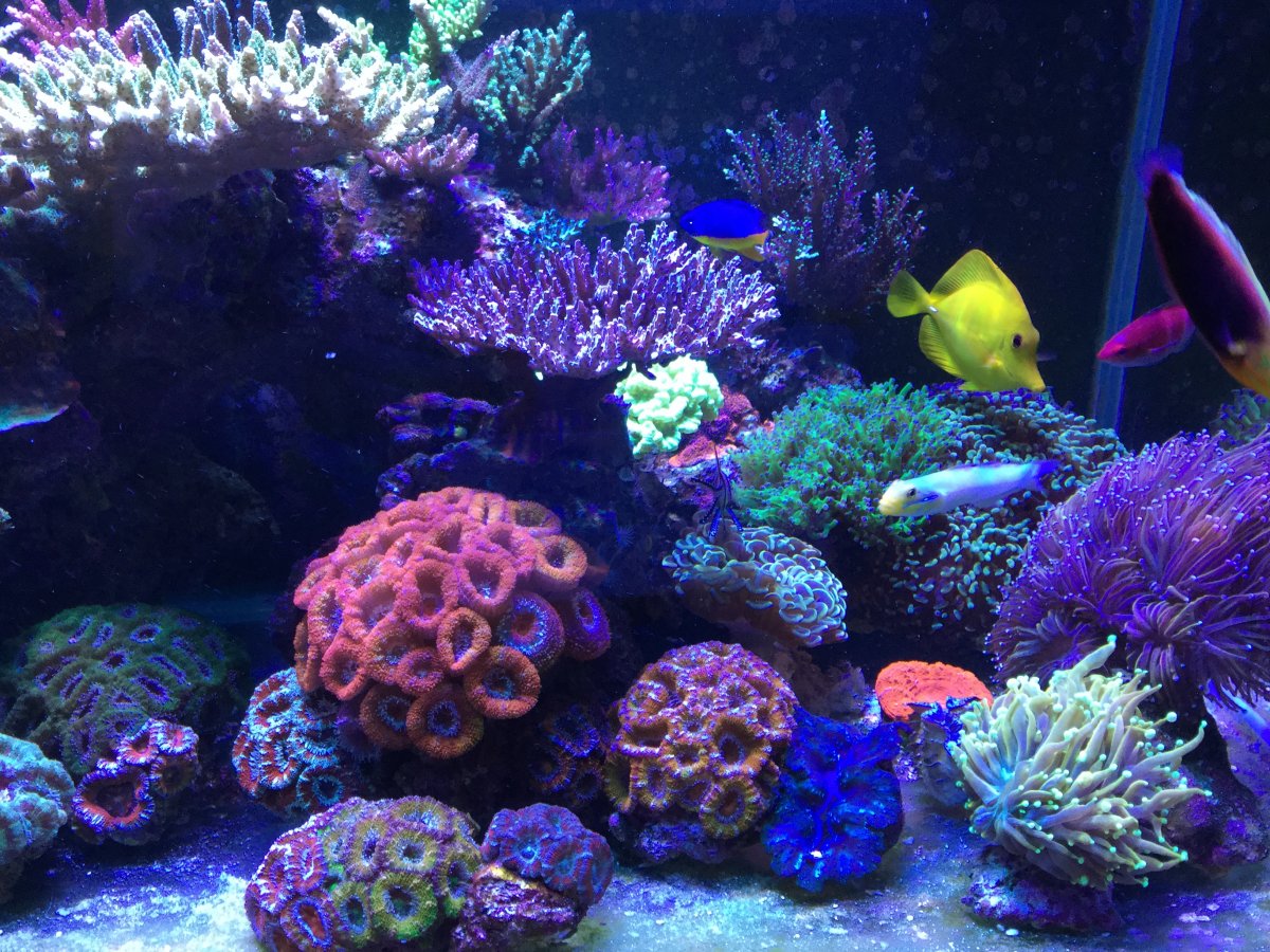 Let’s see your hammer gardens! (other euphyllia gardens welcome ...