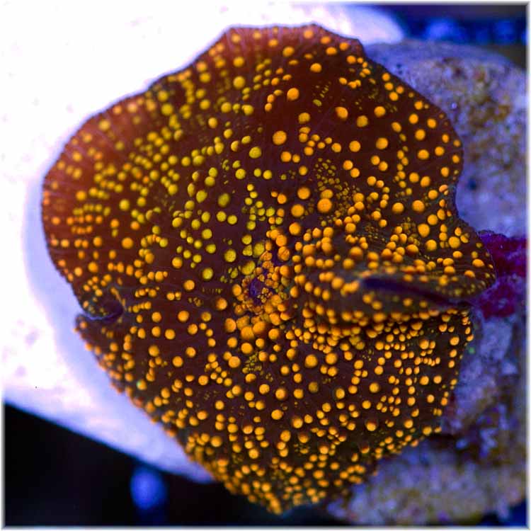 Interstellar Bounce Mushroom | REEF2REEF Saltwater and Reef Aquarium Forum