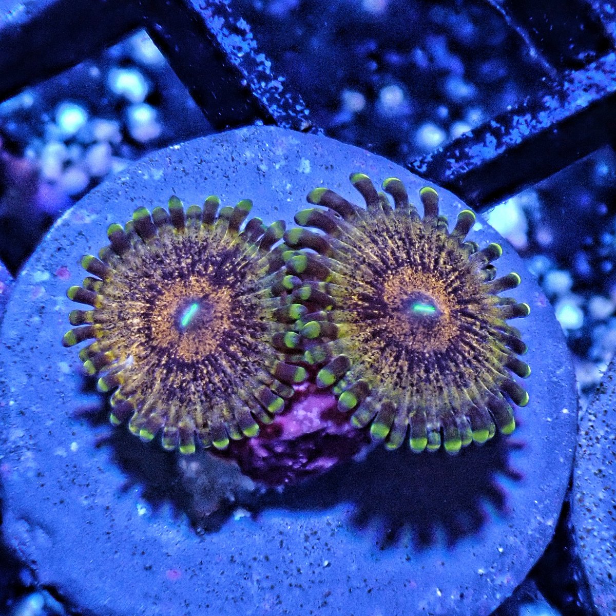 Difference between scarface, sopranos, golden darth mauls, orange spotted  zoas? | REEF2REEF Saltwater and Reef Aquarium Forum