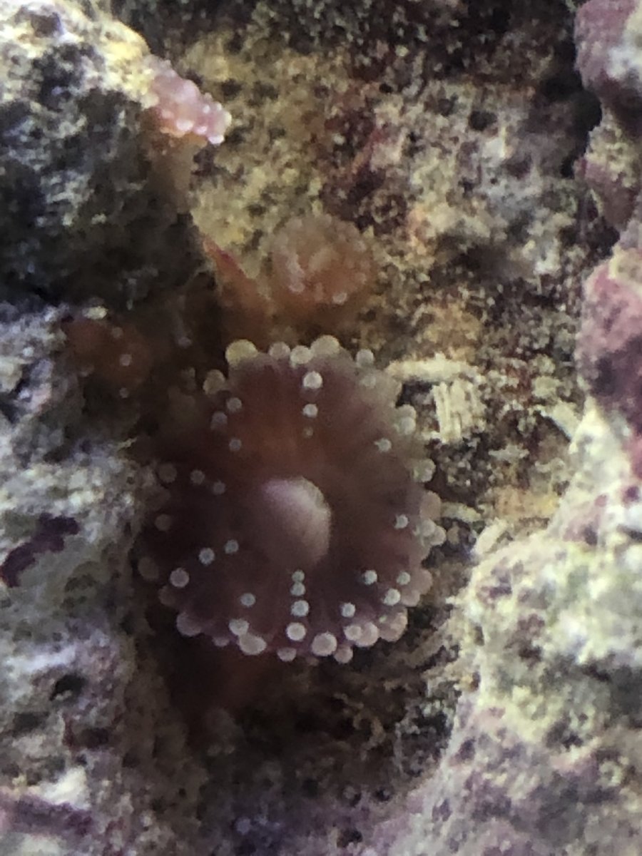 What is this? Ball anemone or something else? | REEF2REEF Saltwater and  Reef Aquarium Forum