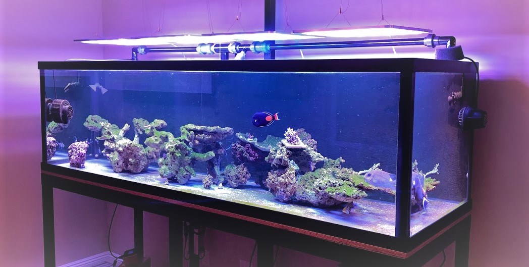 ATI LED Light - Comments, Review, PAR, Coverage, Discuss... | REEF2REEF Saltwater Reef Forum