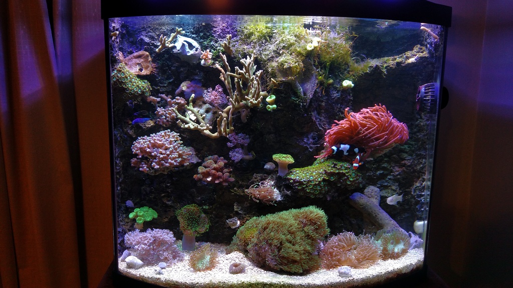 Foam Wall Instructable - A Full How-to, Step-by-Step Guide | REEF2REEF  Saltwater and Reef Aquarium Forum