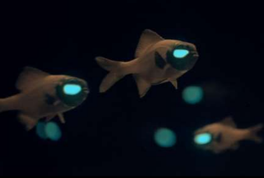 Advanced Topic - Flashlight Fish in Captivity | REEF2REEF Saltwater and  Reef Aquarium Forum