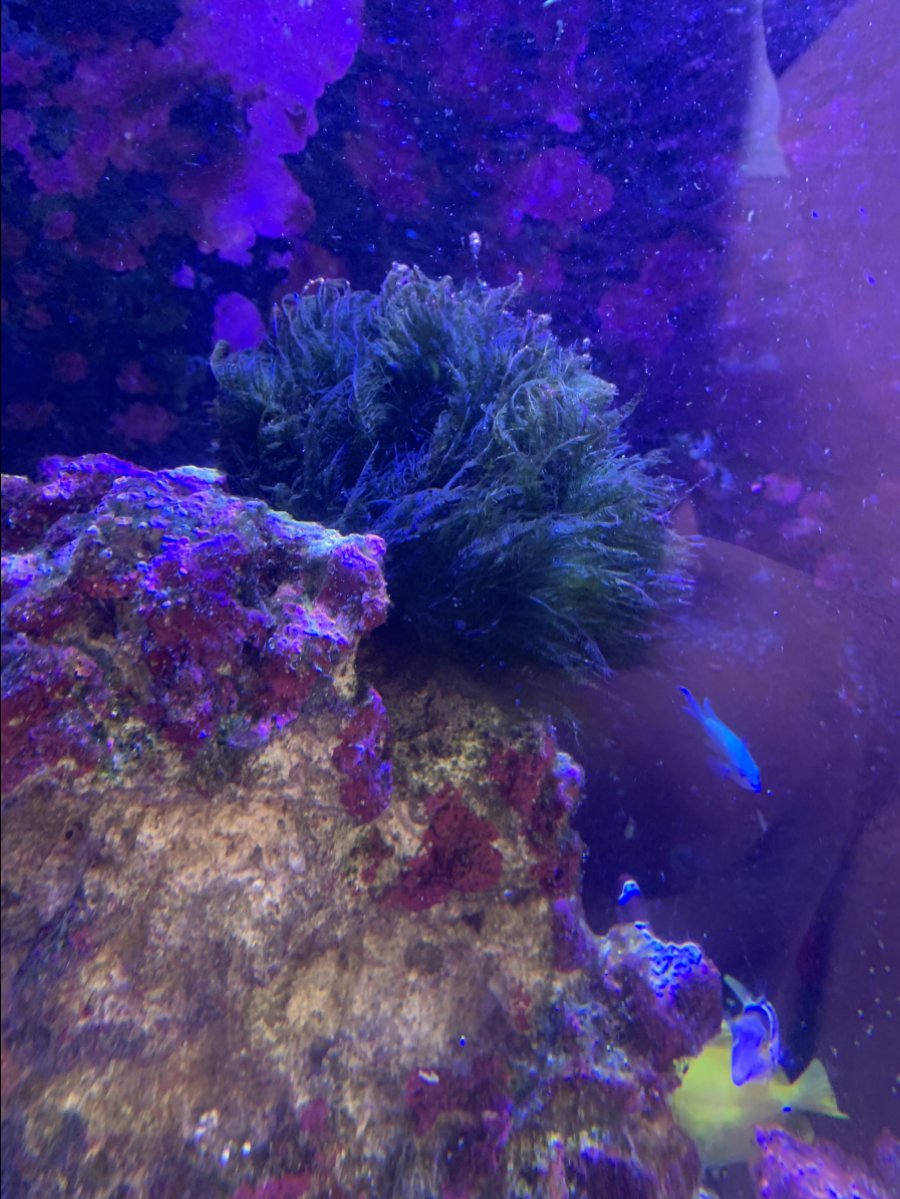 Is This Green Hair Algae Reef2reef Saltwater And Reef Aquarium Forum