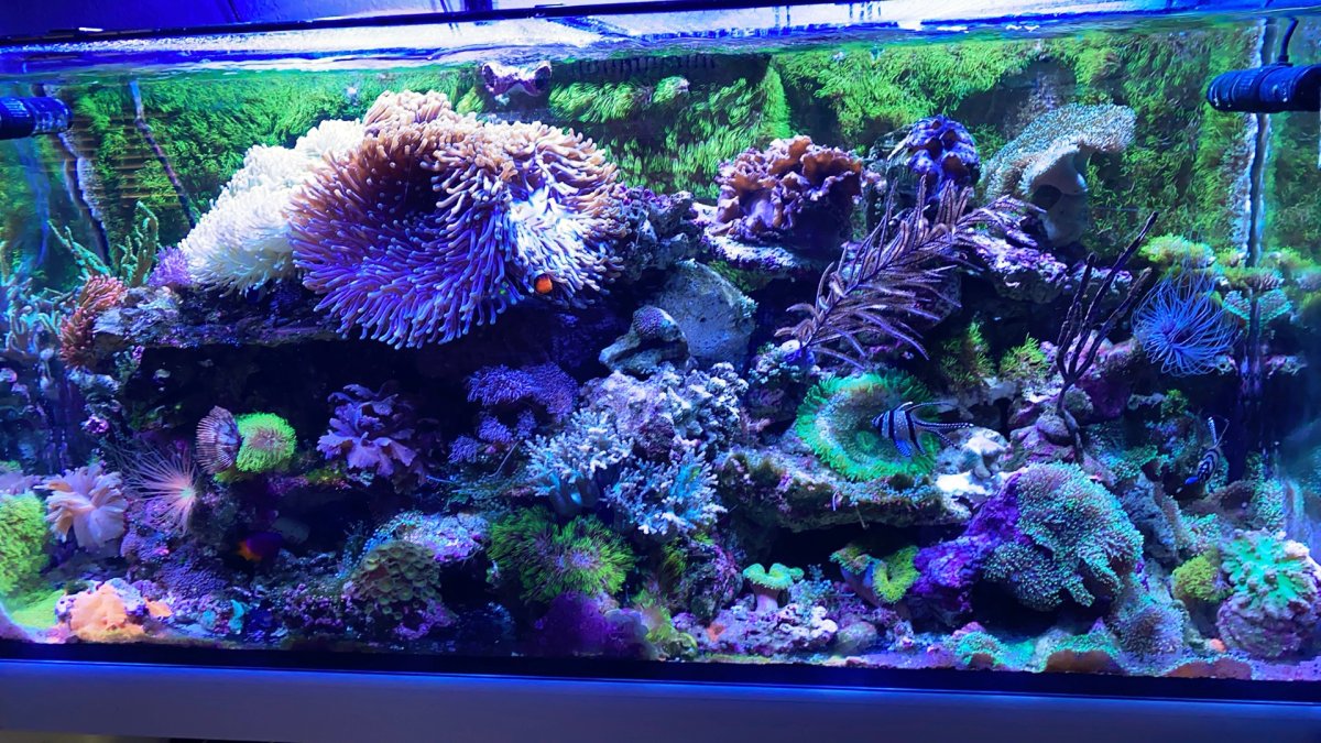 GSP — playing with fire? | Reef2Reef