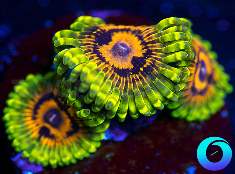 546-Big-Bird-unsure-zoa.jpg