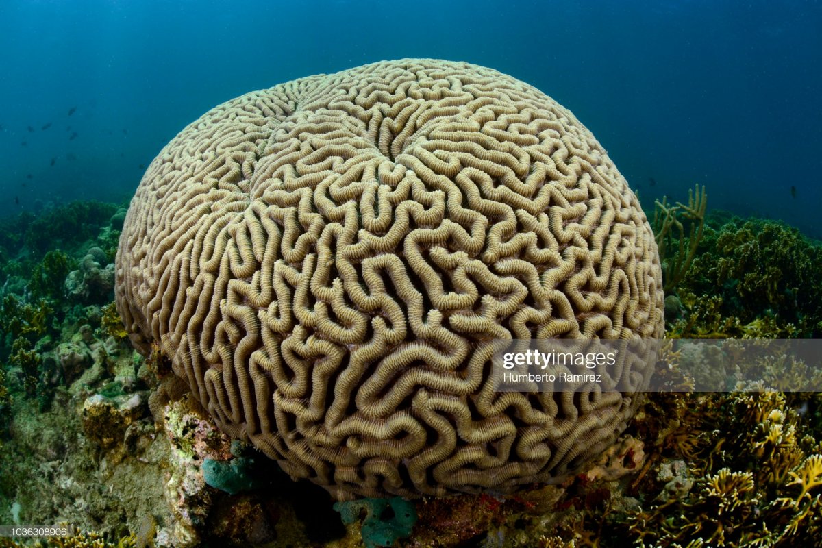 Brain coral that is ball shaped? | REEF2REEF Saltwater and Reef Aquarium  Forum