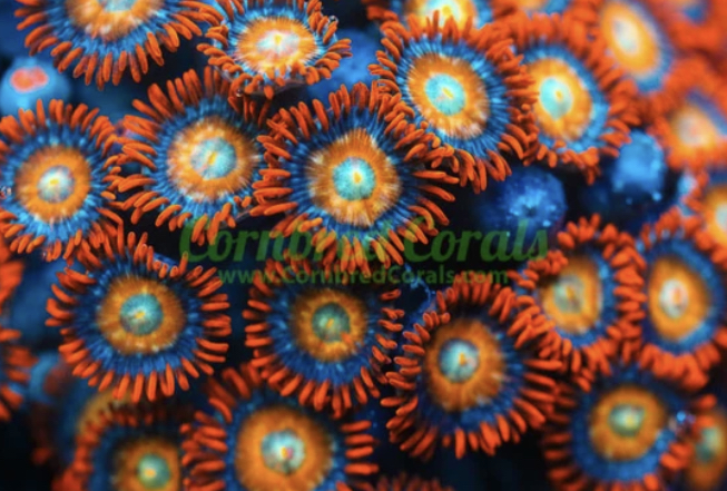 Which ZOA do you prefer? | REEF2REEF Saltwater and Reef Aquarium Forum