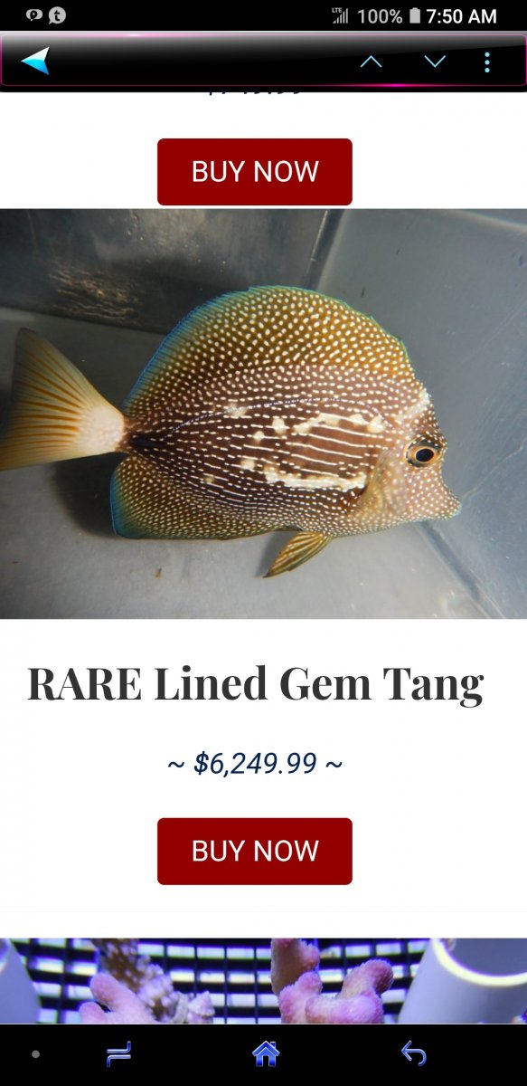 6000 dollar fish.jpg