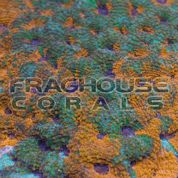 61 Tri-Color Acan Echinata coral reef LPS SPS ocean sea  fraghouse.png