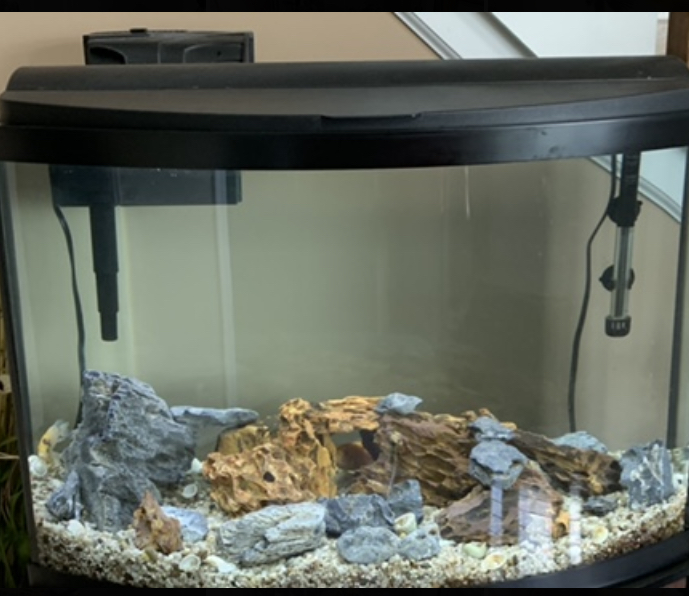 36 gallon bowfront Top Fin from Petsmart | REEF2REEF Saltwater and Reef  Aquarium Forum