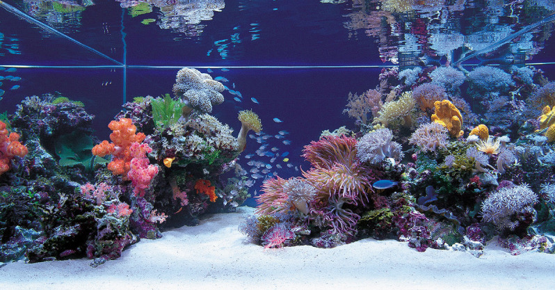 Tips and Tricks on Creating Amazing Aquascapes | REEF2REEF Saltwater and  Reef Aquarium Forum
