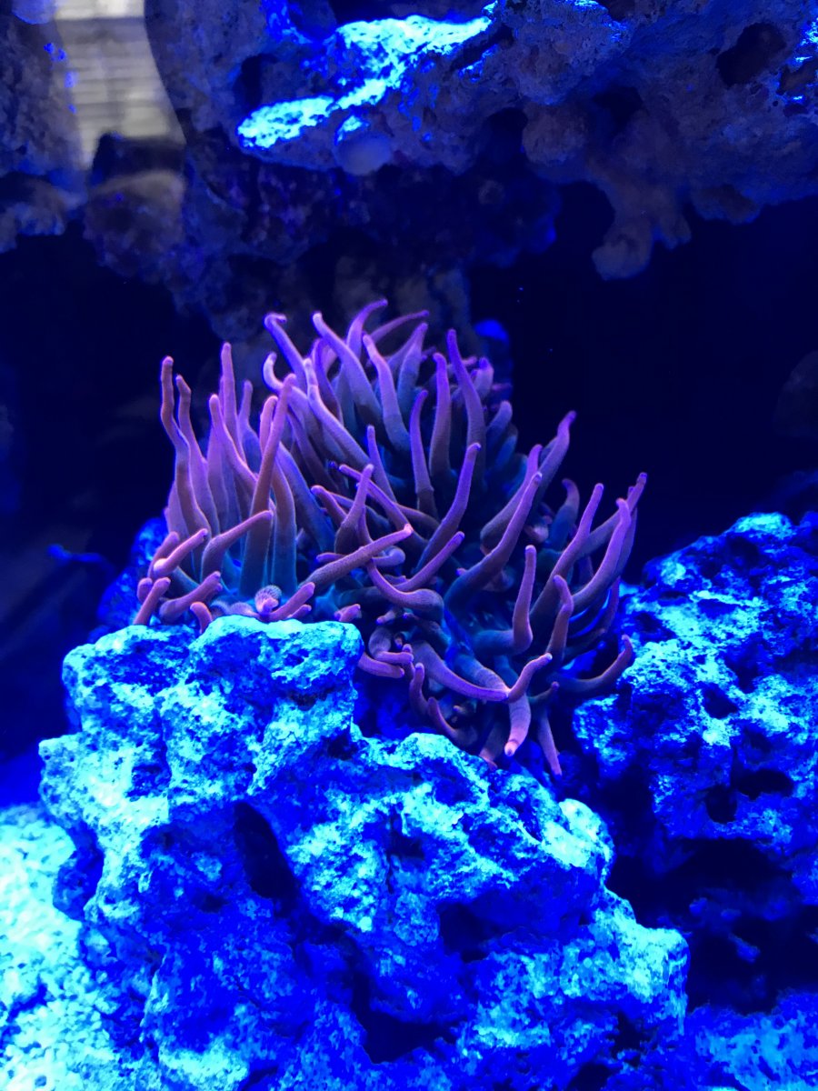 Anemone shriveled after water change | Reef2Reef