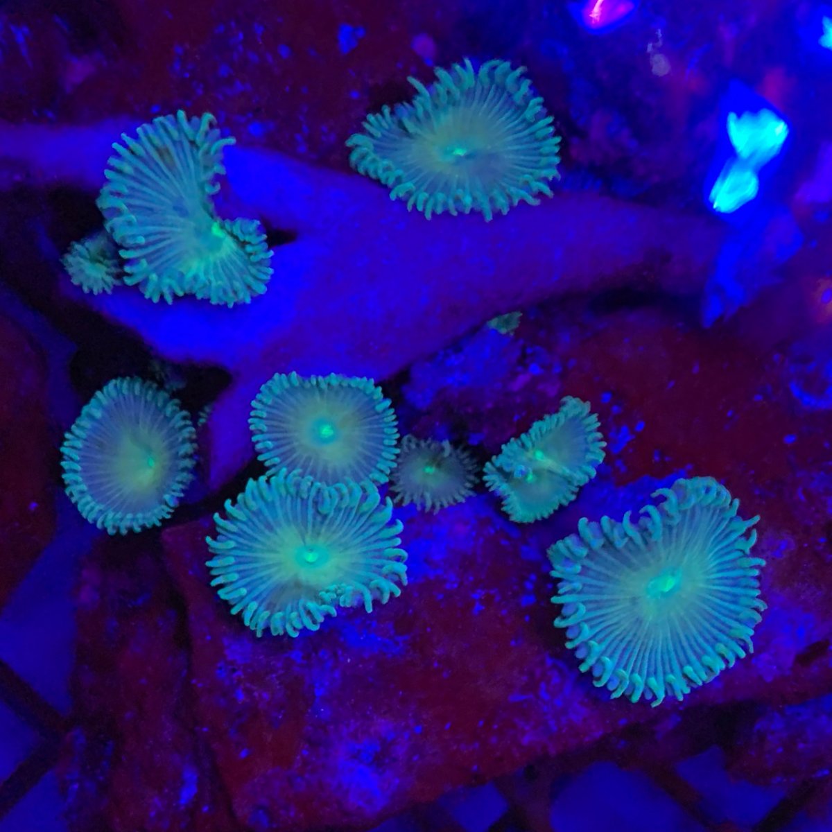 CK Tequila Sunrise Mushrooms | REEF2REEF Saltwater and Reef Aquarium Forum