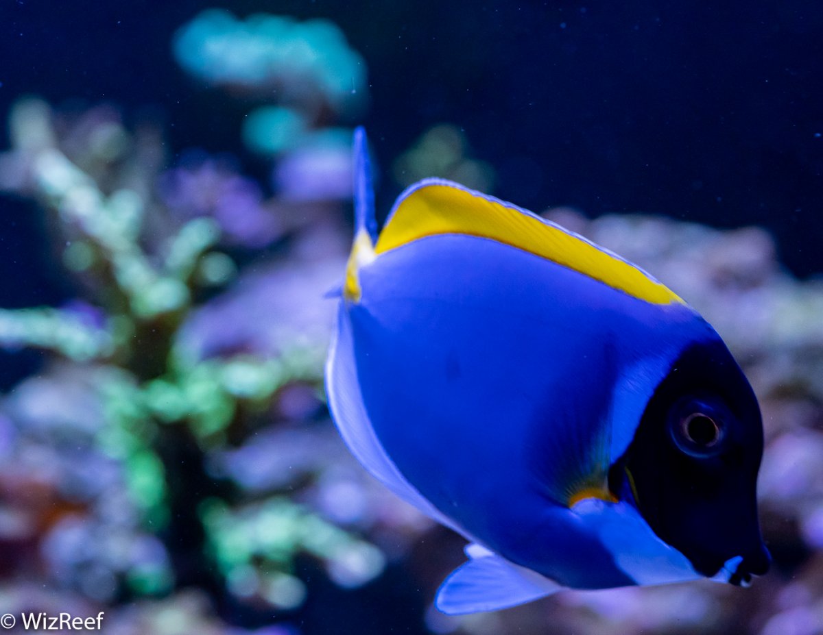 Healthy Powder Blue Tang Splashing Water | Reef2Reef