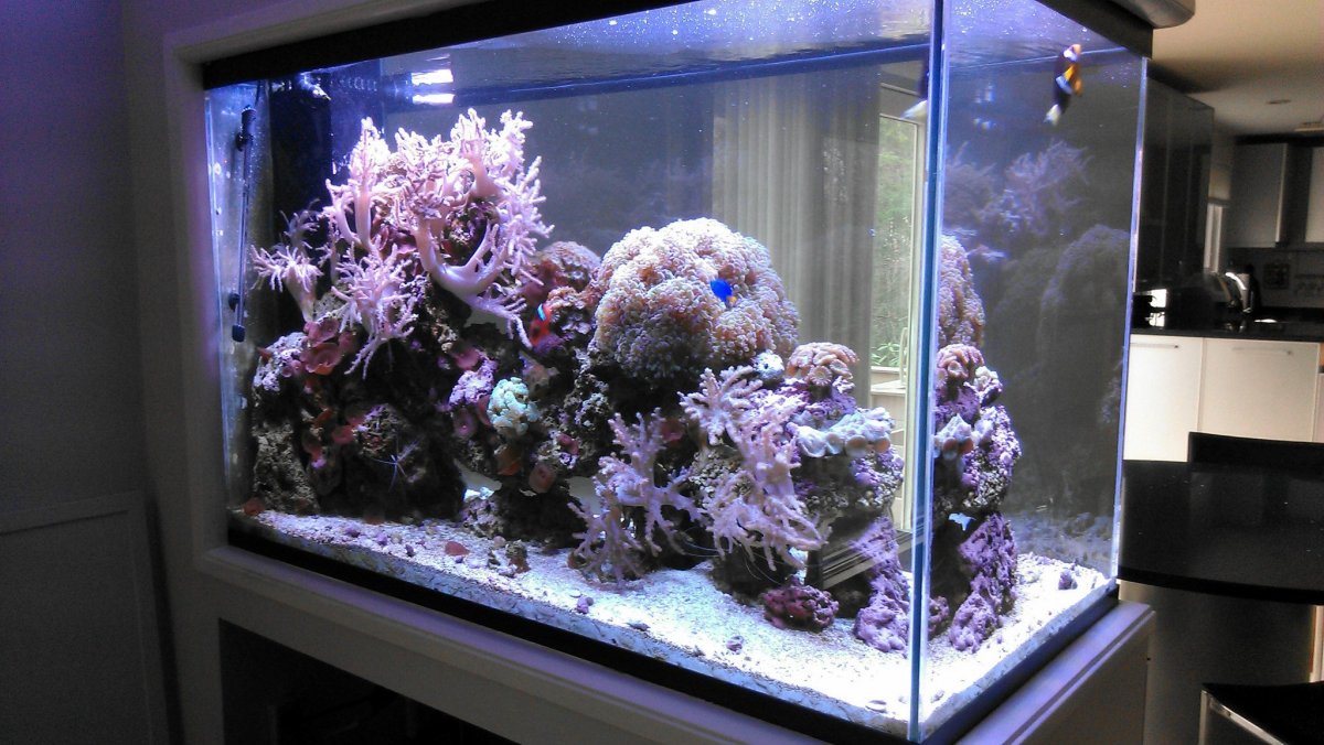 Peninsula Show Off Thread!!! | REEF2REEF Saltwater and Reef Aquarium Forum