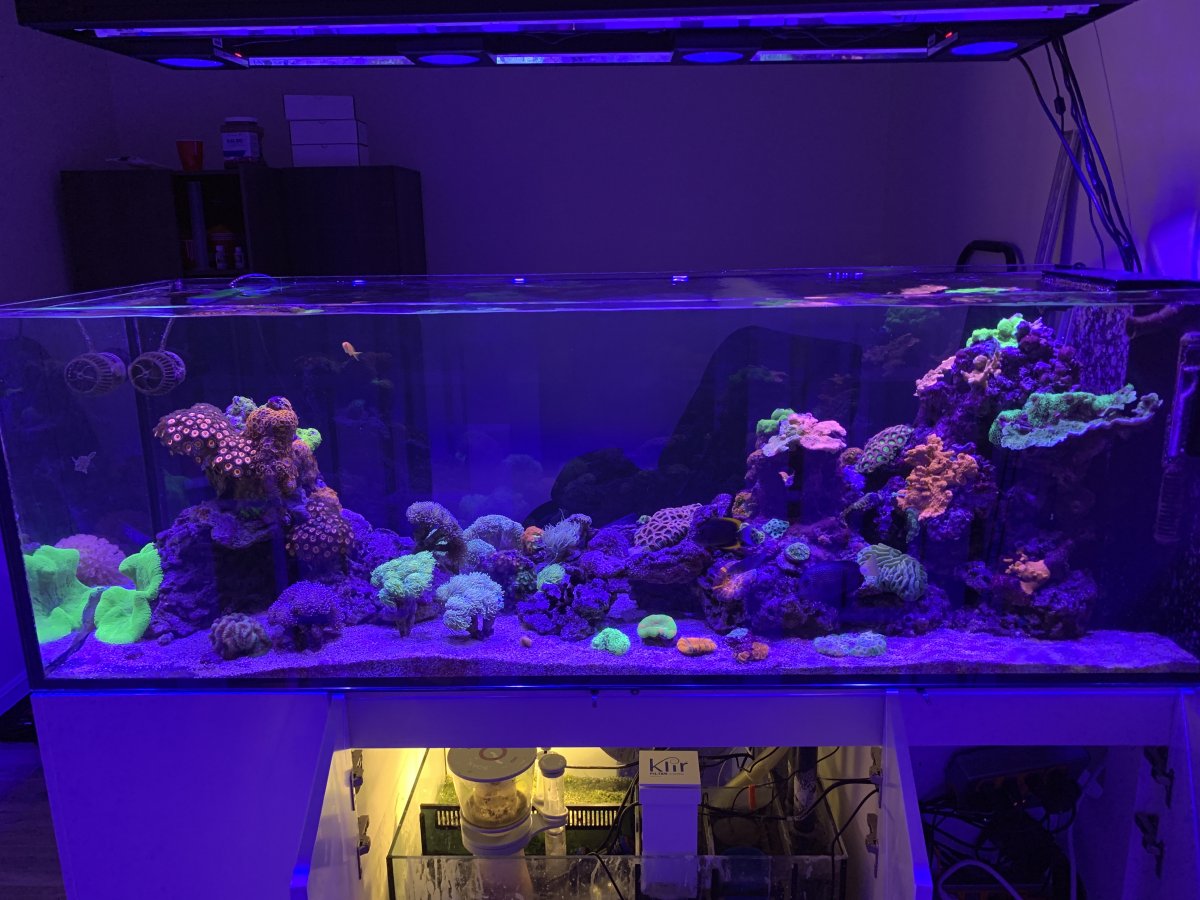 Red Sea Reef LED 90 lighting programs and questions | REEF2REEF Saltwater  and Reef Aquarium Forum