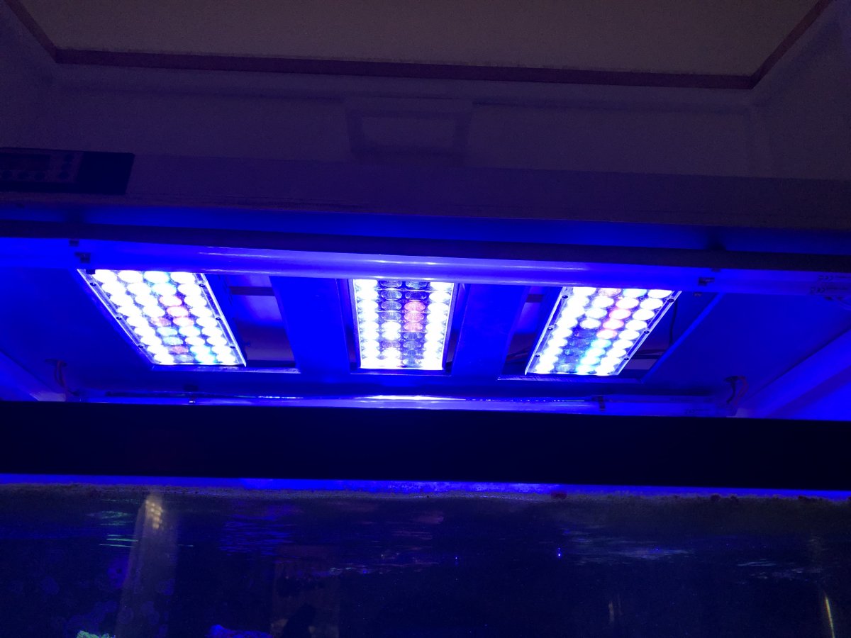 DsunY popbloom led 9 months (short review) | Page 2 | REEF2REEF Saltwater  and Reef Aquarium Forum